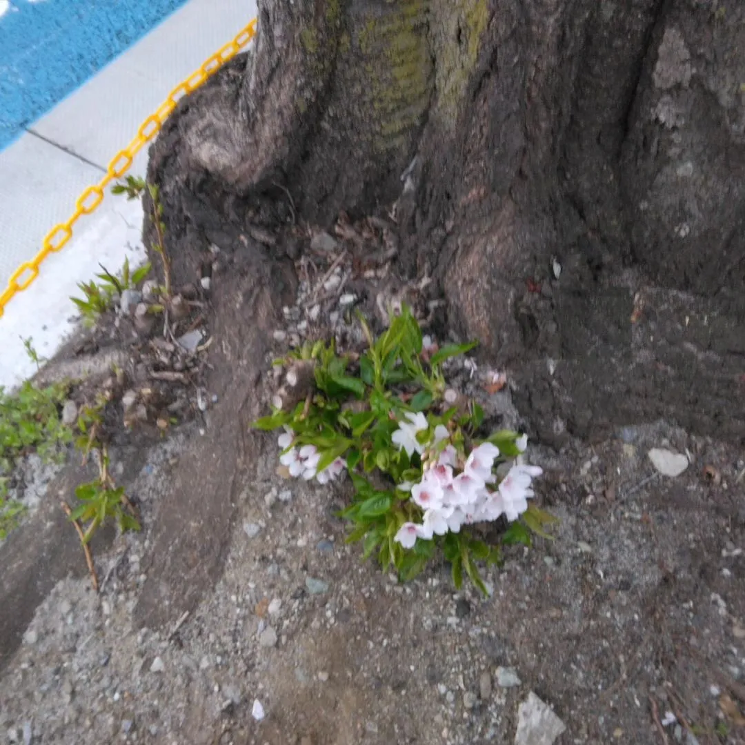 どこに咲いても桜🌸